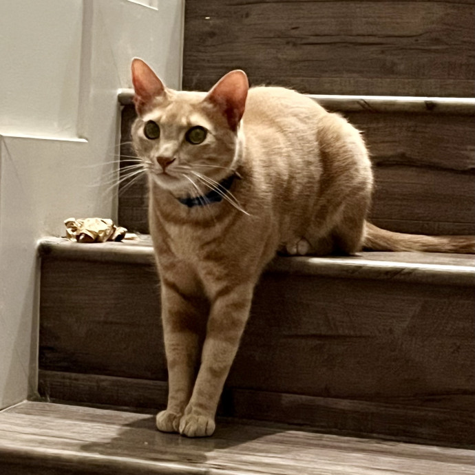 Steve The Cat Sitter