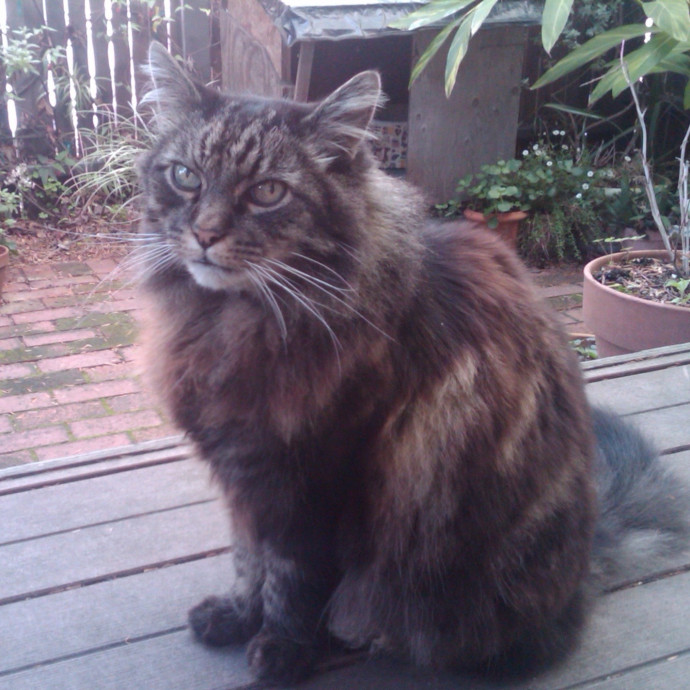 Steve The Cat Sitter photo 3