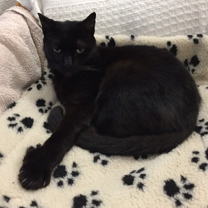 Steve The Cat Sitter photo 2