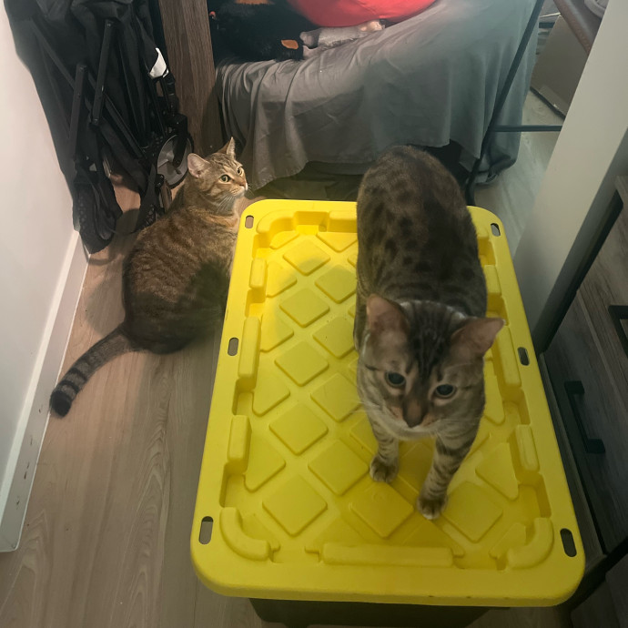 The Cats Meow