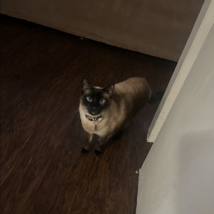 The Cats Meow