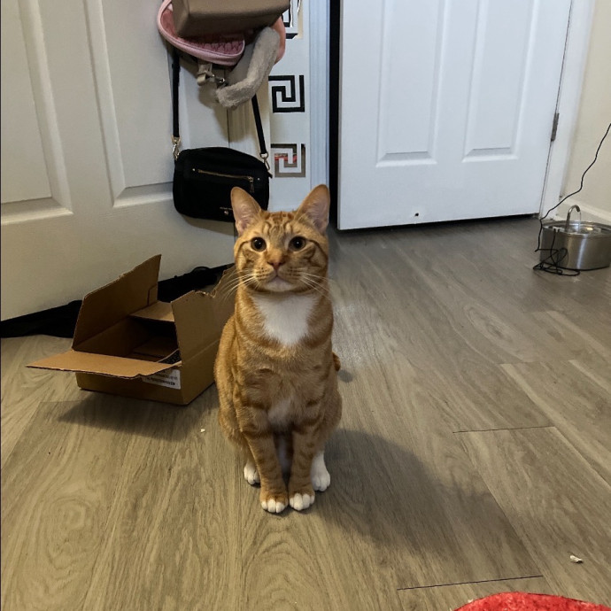 The Cats Meow