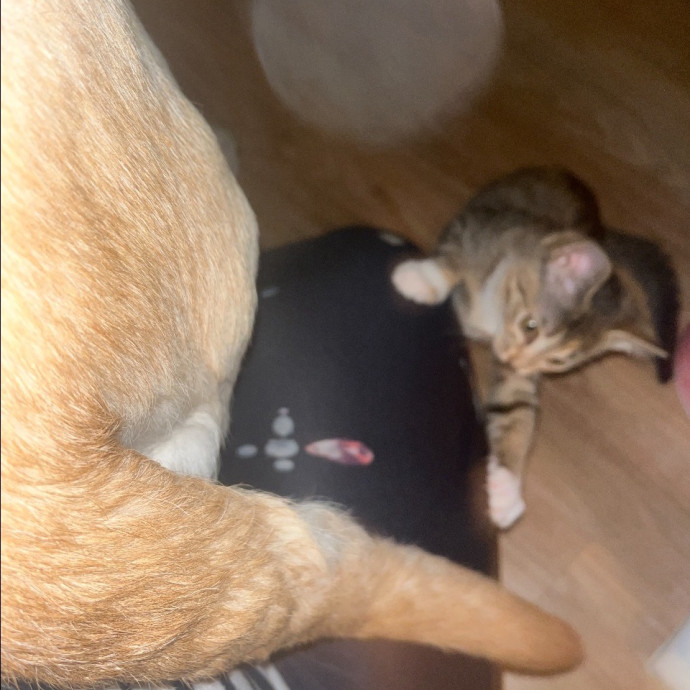 The Cats Meow