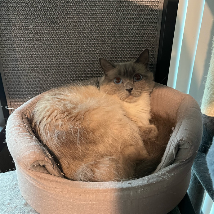 The Cats Meow