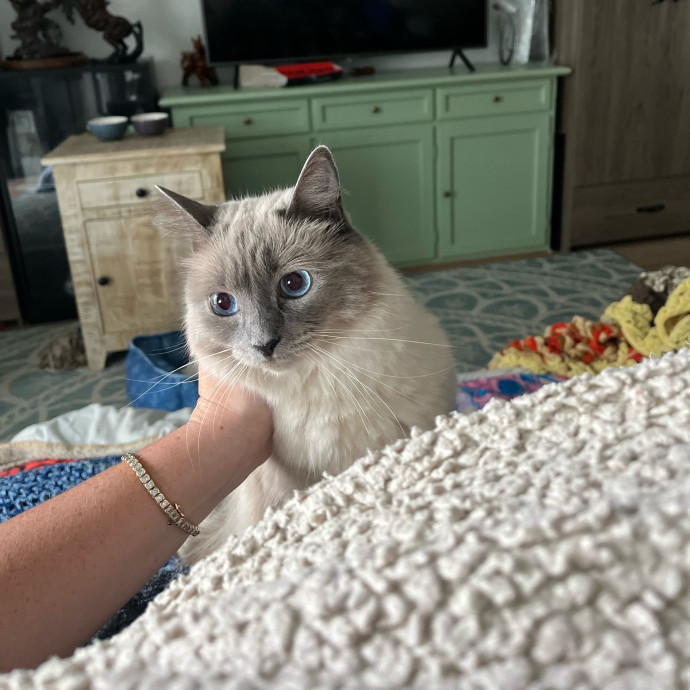 The Cats Meow