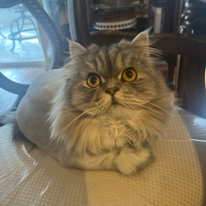 The Cats Meow
