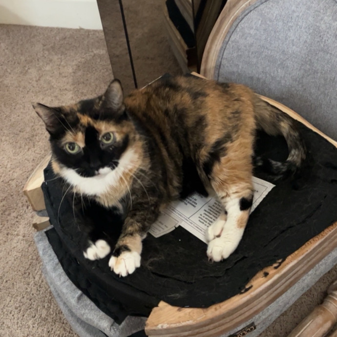 The Cats Meow