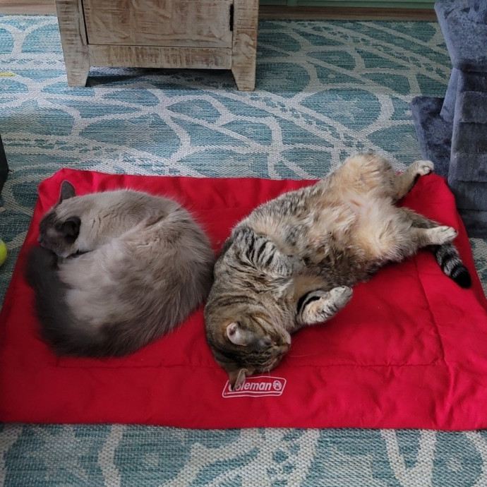 The Cats Meow