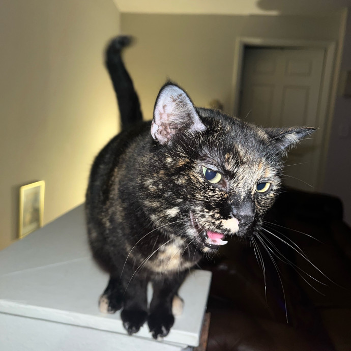 The Cats Meow