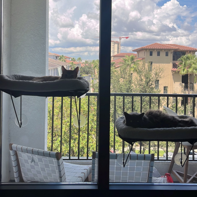 The Cats Meow