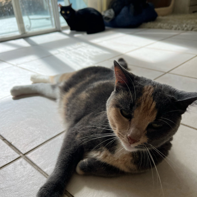 The Cats Meow