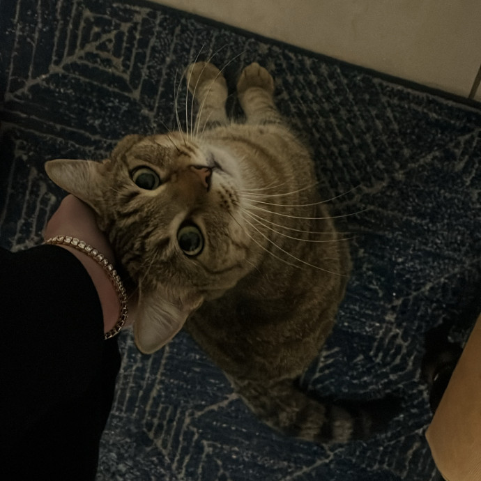 The Cats Meow