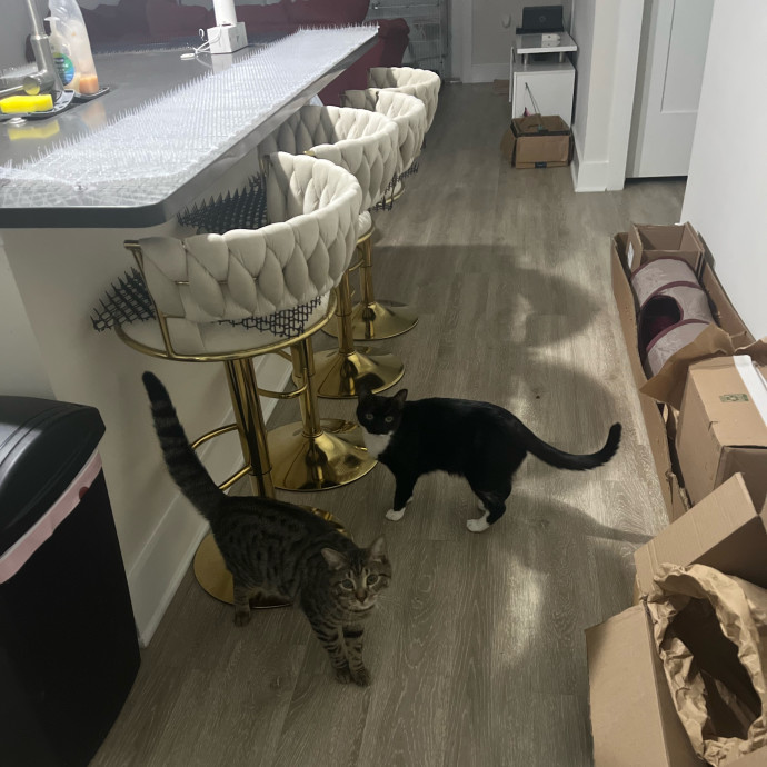The Cats Meow