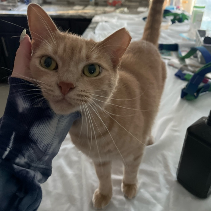 The Cats Meow