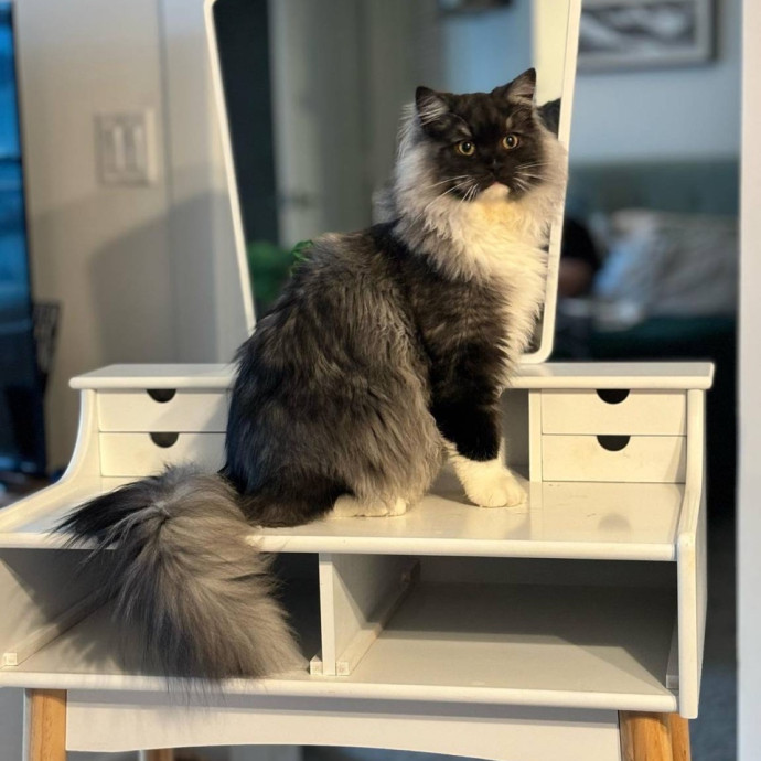The Cats Meow