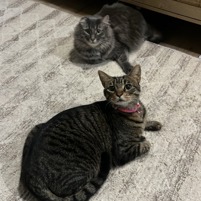 The Cats Meow