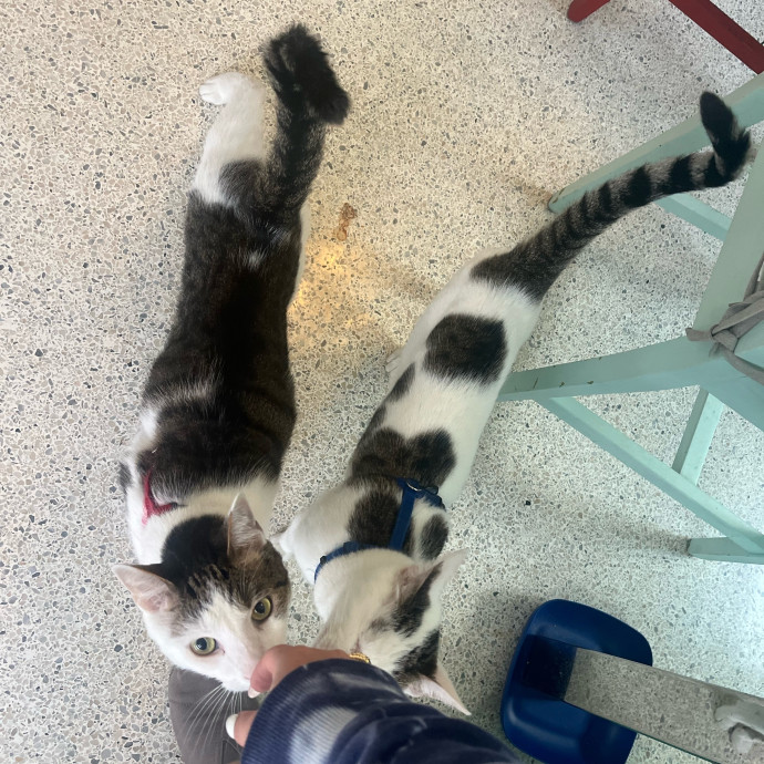 The Cats Meow