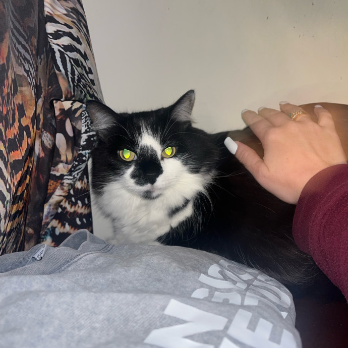 The Cats Meow