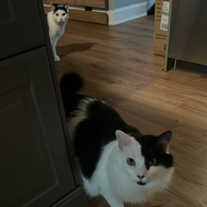 The Cats Meow