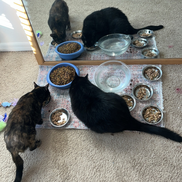 The Cats Meow