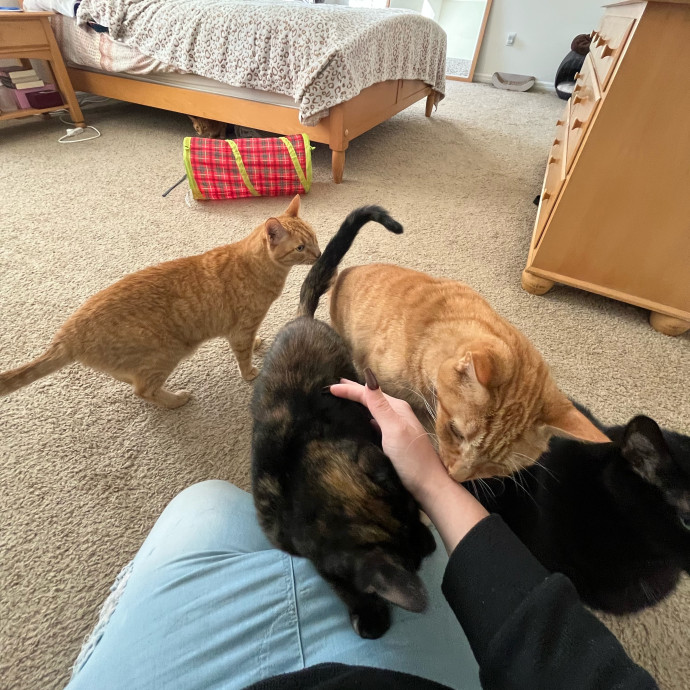 The Cats Meow