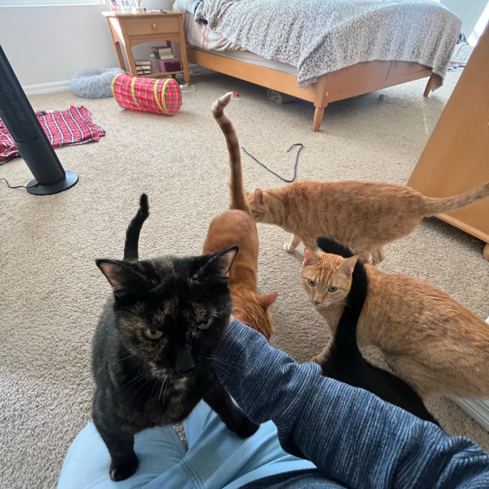The Cats Meow
