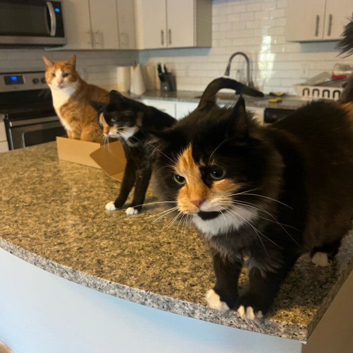 The Cats Meow