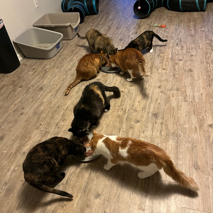 The Cats Meow