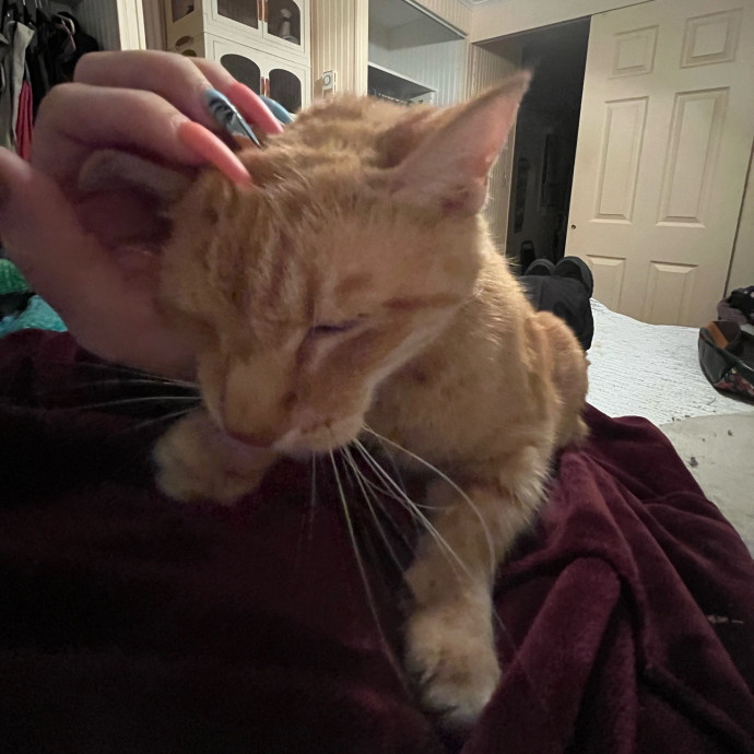 The Cats Meow