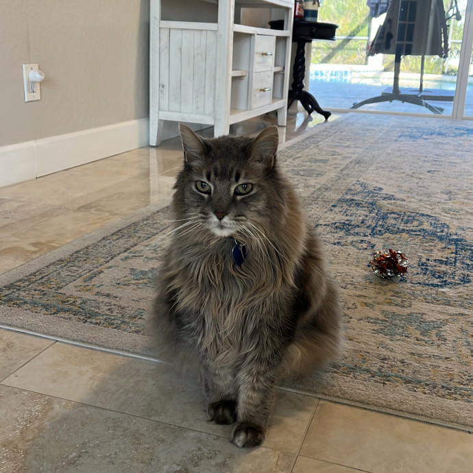 The Cats Meow
