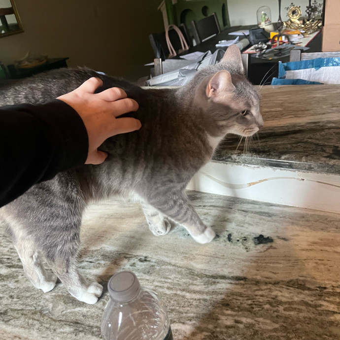 The Cats Meow