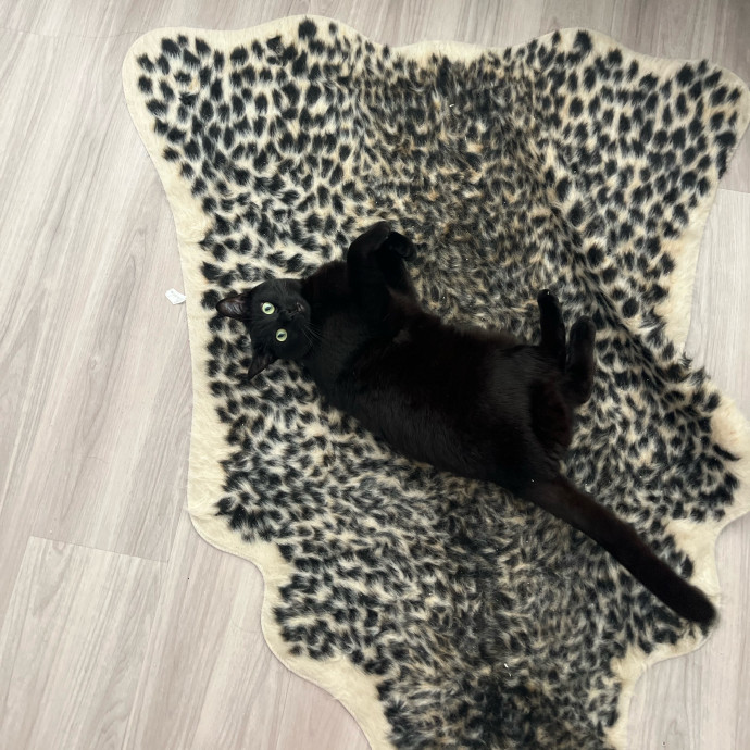 The Cats Meow