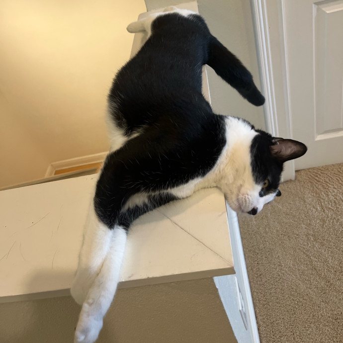 The Cats Meow