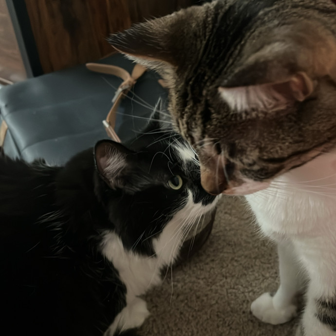 The Cats Meow