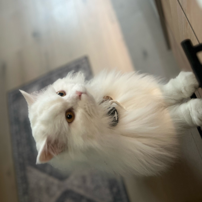 The Cats Meow