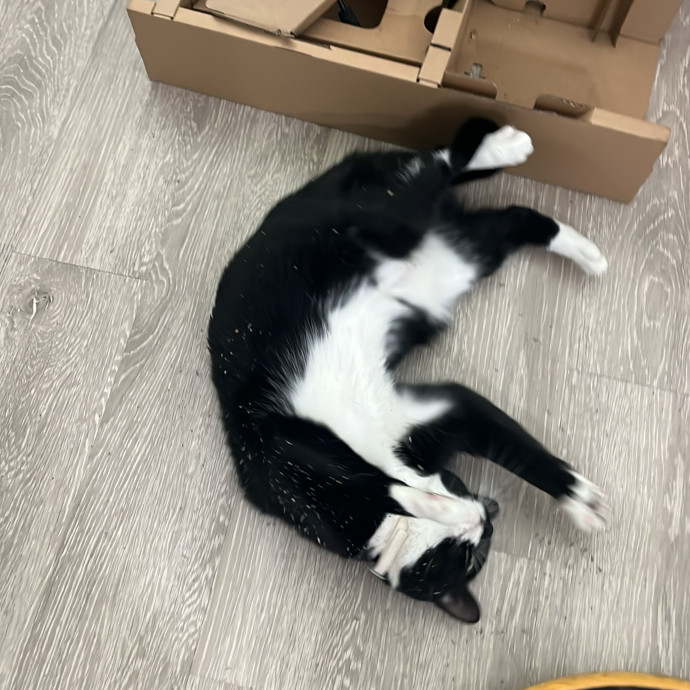 The Cats Meow