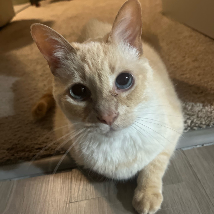 The Cats Meow