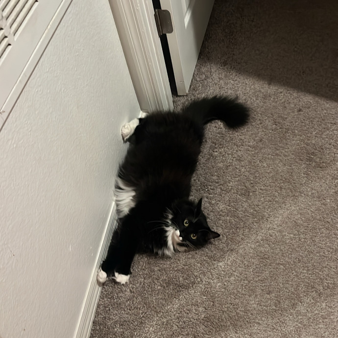 The Cats Meow
