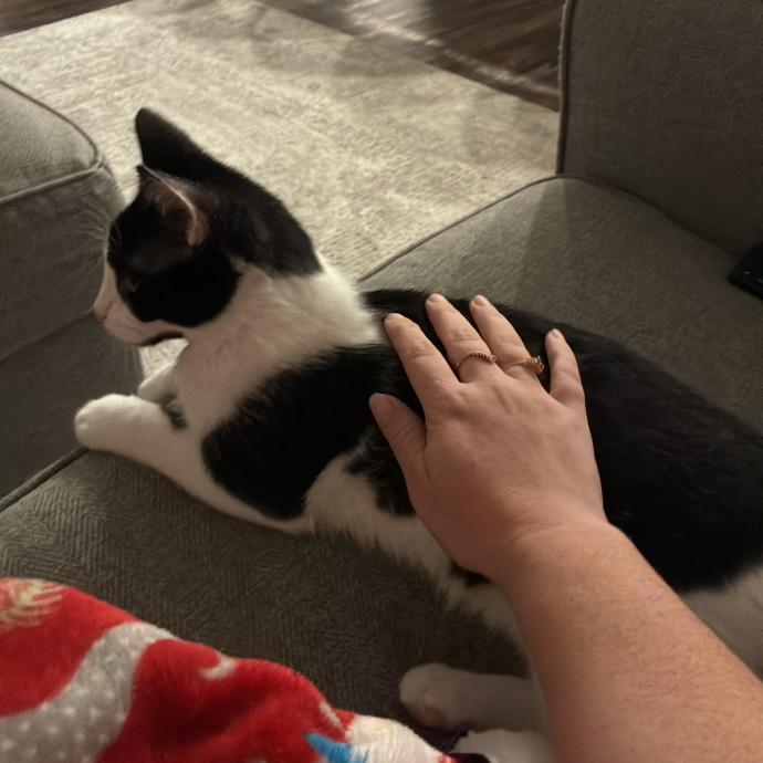 The Cats Meow
