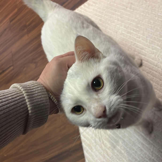 The Cats Meow