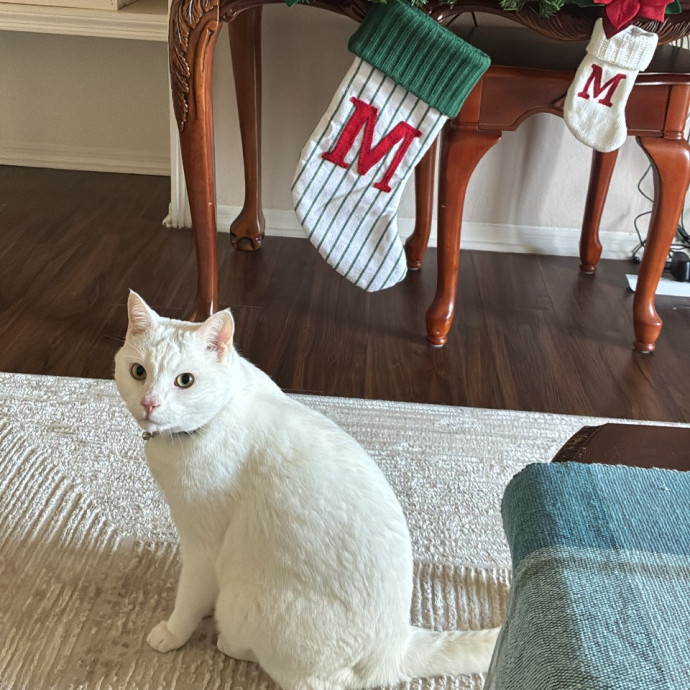The Cats Meow