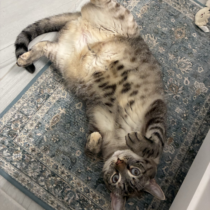 The Cats Meow