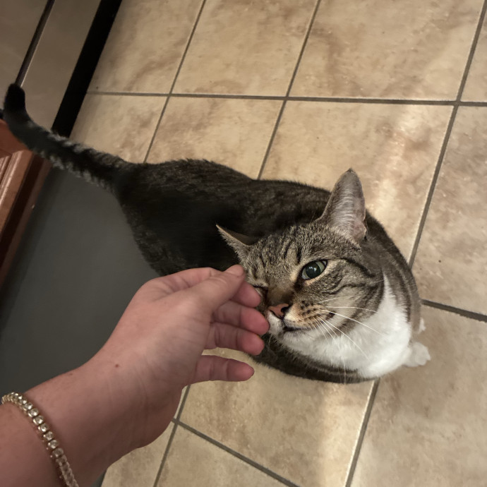The Cats Meow