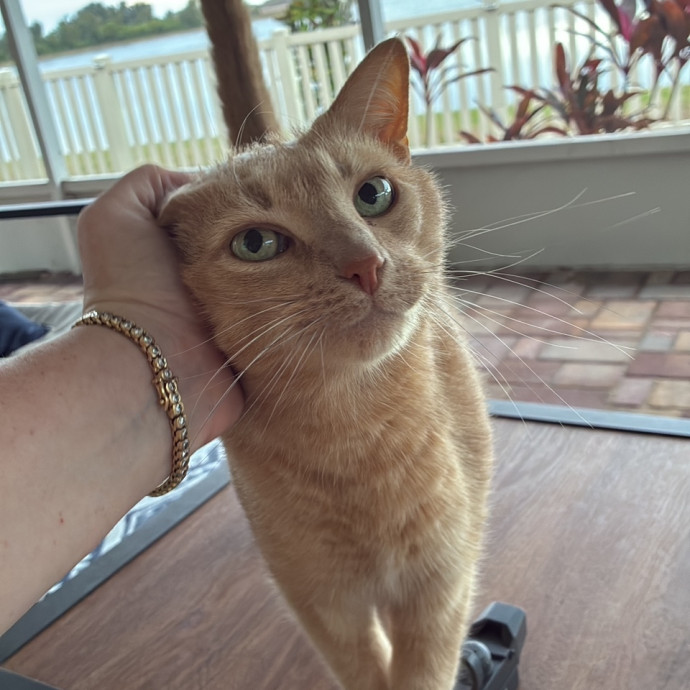 The Cats Meow