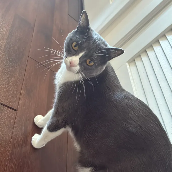 The Cats Meow photo 4