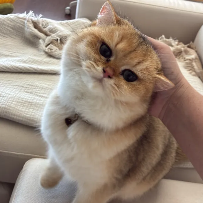 The Cats Meow photo 3