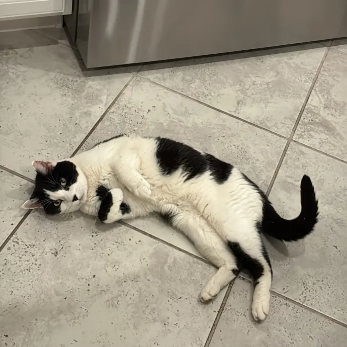 The Cats Meow photo 2