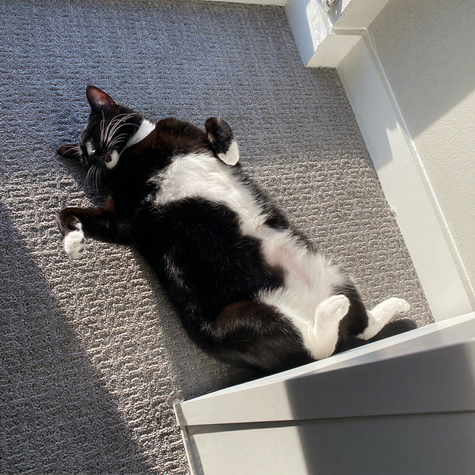 Olivia's Cat Sitting In Denver