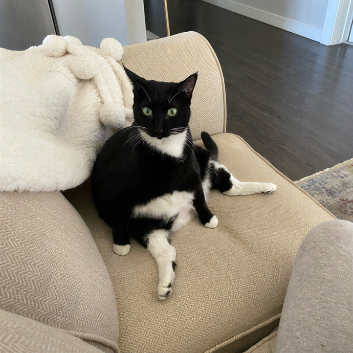 Olivia's Cat Sitting In Denver