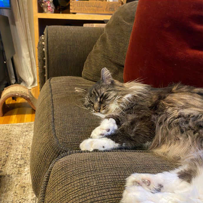 Olivia's Cat Sitting In Denver photo 3